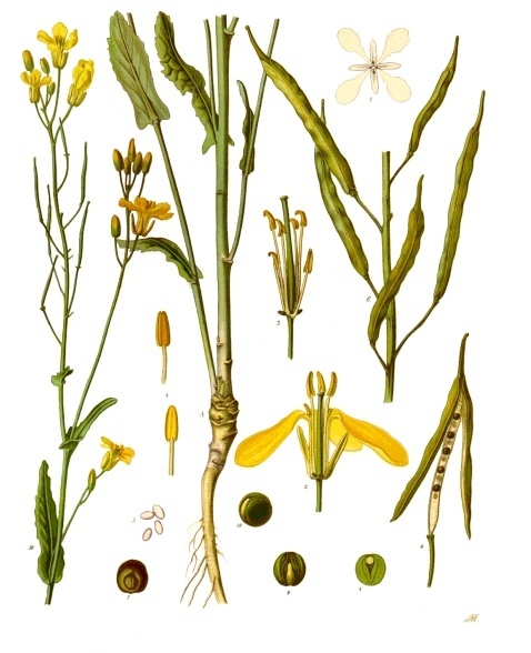 Brassica napus (Rapiță)