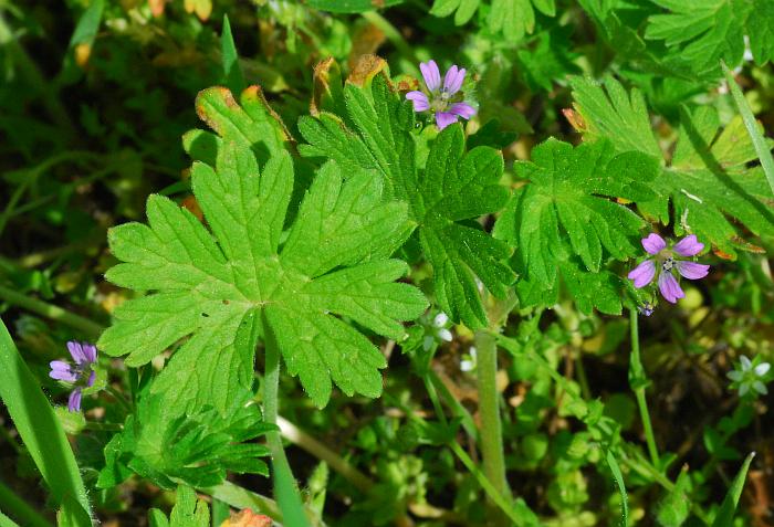 Buruiana zânelor (Geranium Pusillum)