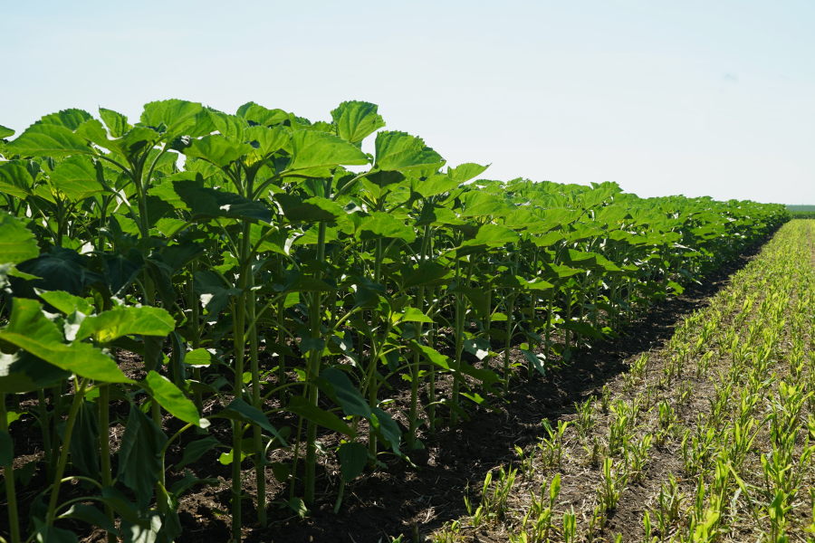 Solicitările fermierilor către comisarul european pentru Agricultură, din partea Alianței pentru Agricultură și Cooperare