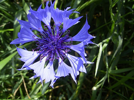 Centaurea cyanus (Albăstrea)