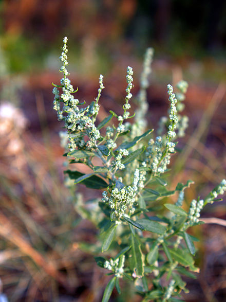 Chenopodium spp. (Talpa gâștei)