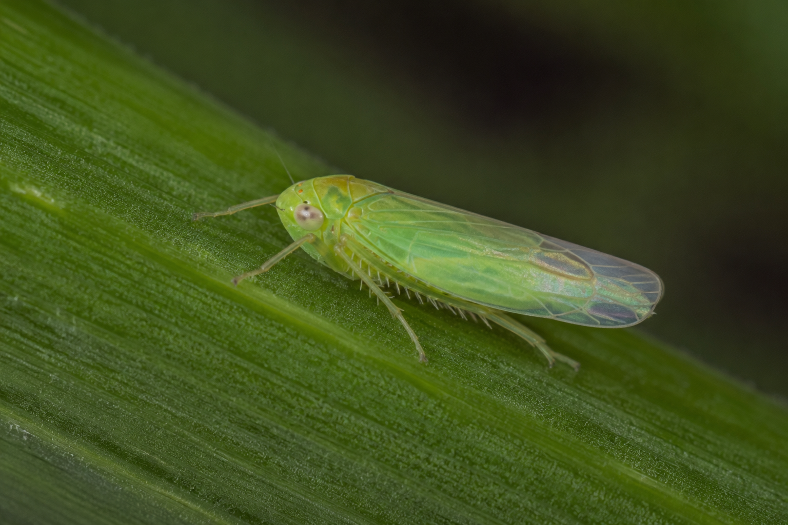 Cicada verde (Empoasca decipiens) – Dăunătorul care înțeapă frunzele și reduce fotosinteza la numeroase culturi agricole și horticole.