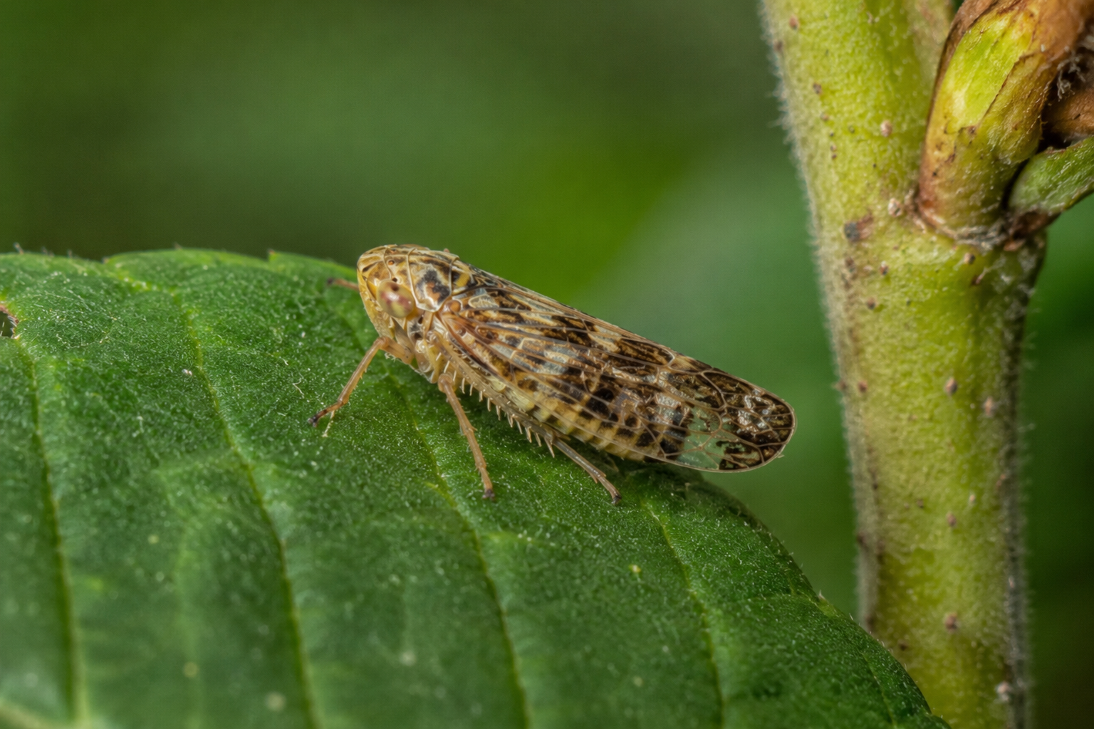 Cicada viței-de-vie (Scaphoideus titanus) – Vectorul fitoplasmei Flavescence dorée, una dintre cele mai periculoase boli ale viței-de-vie.