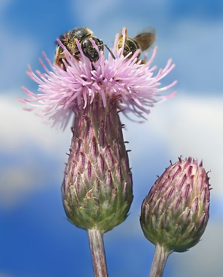 Cirsium arvensis (Pălămidă)