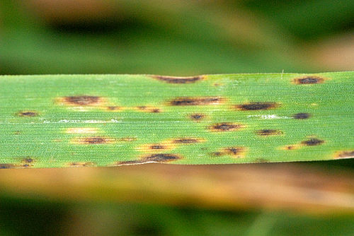Helminthosporium sativum (Helmitosporioza)