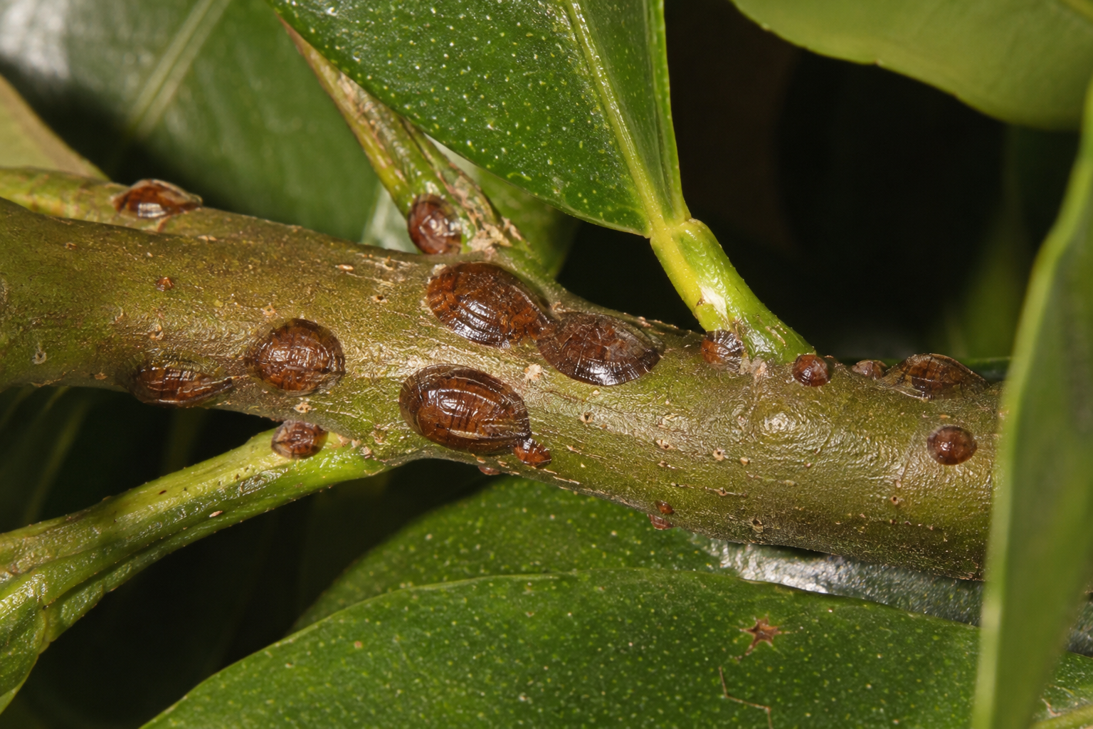 Coșenila brună a citricelor (Coccus hesperidum) – Păduchele țestos care atacă citricele, plantele ornamentale și numeroase specii horticole, favorizând dezvoltarea fumaginei și slăbirea plantelor.