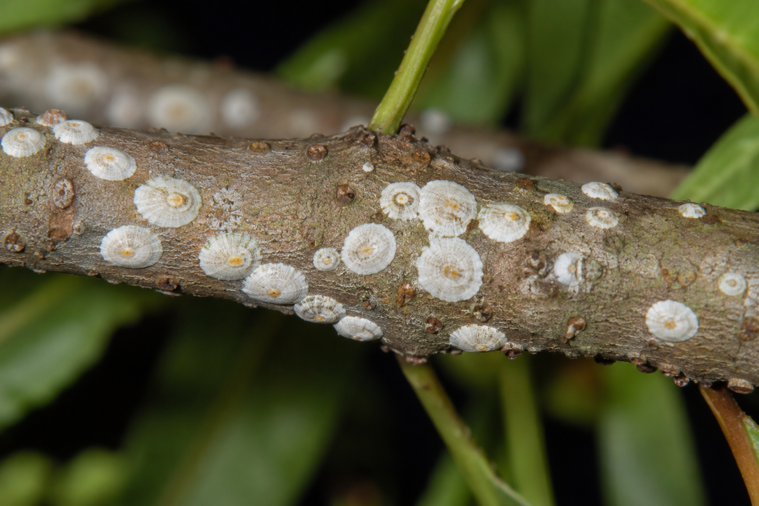 Coșenila țestoasă a piersicului (Pseudaulacaspis pentagona) – Dăunătorul care atacă piersicul, dudul și numeroase specii pomicole și ornamentale, provocând uscarea ramurilor și slăbirea plantelor.