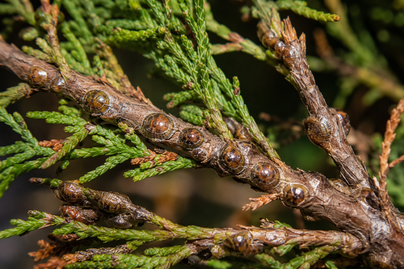 Coșenila țestoasă a salcâmului (Parthenolecanium fletcheri) – Dăunătorul care atacă arborii ornamentali și coniferele, provocând slăbirea plantelor și apariția fumaginei.