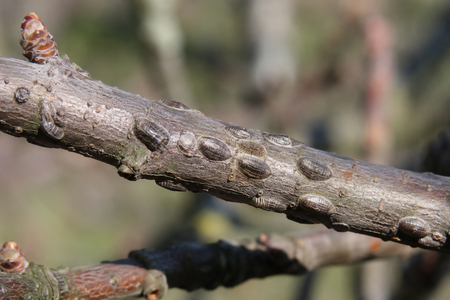 Coșenila țestoasă virgată (Lepidosaphes ulmi) – Păduchele țestos care atacă pomii fructiferi și arborii ornamentali, provocând uscarea ramurilor și slăbirea plantelor.