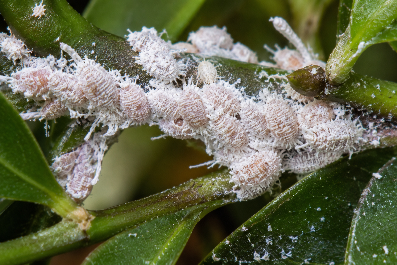 Coșenila făinoasă a citricelor (Planococcus citri) – Dăunătorul care atacă citricele și plantele ornamentale, producând rouă de miere, fumagină și deprecierea fructelor.