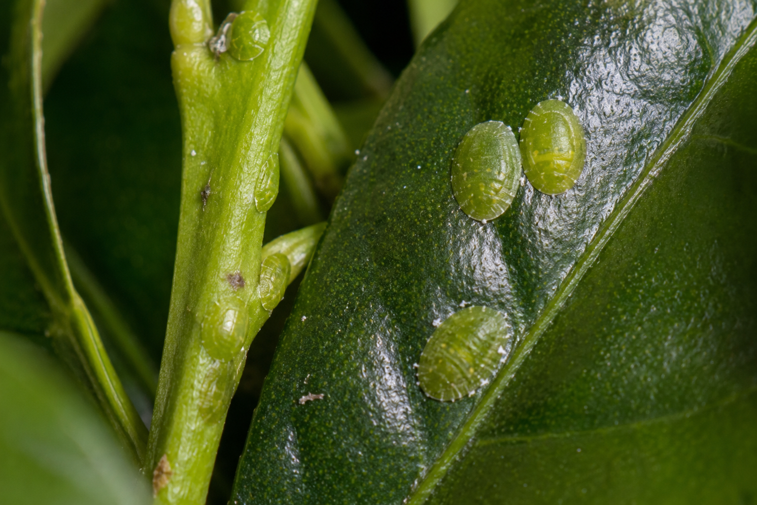 Coșenila verde a citricelor (Coccus viridis) – Păduchele țestos care atacă citricele și plantele ornamentale, favorizând apariția fumaginei și reducerea vigorii plantelor.