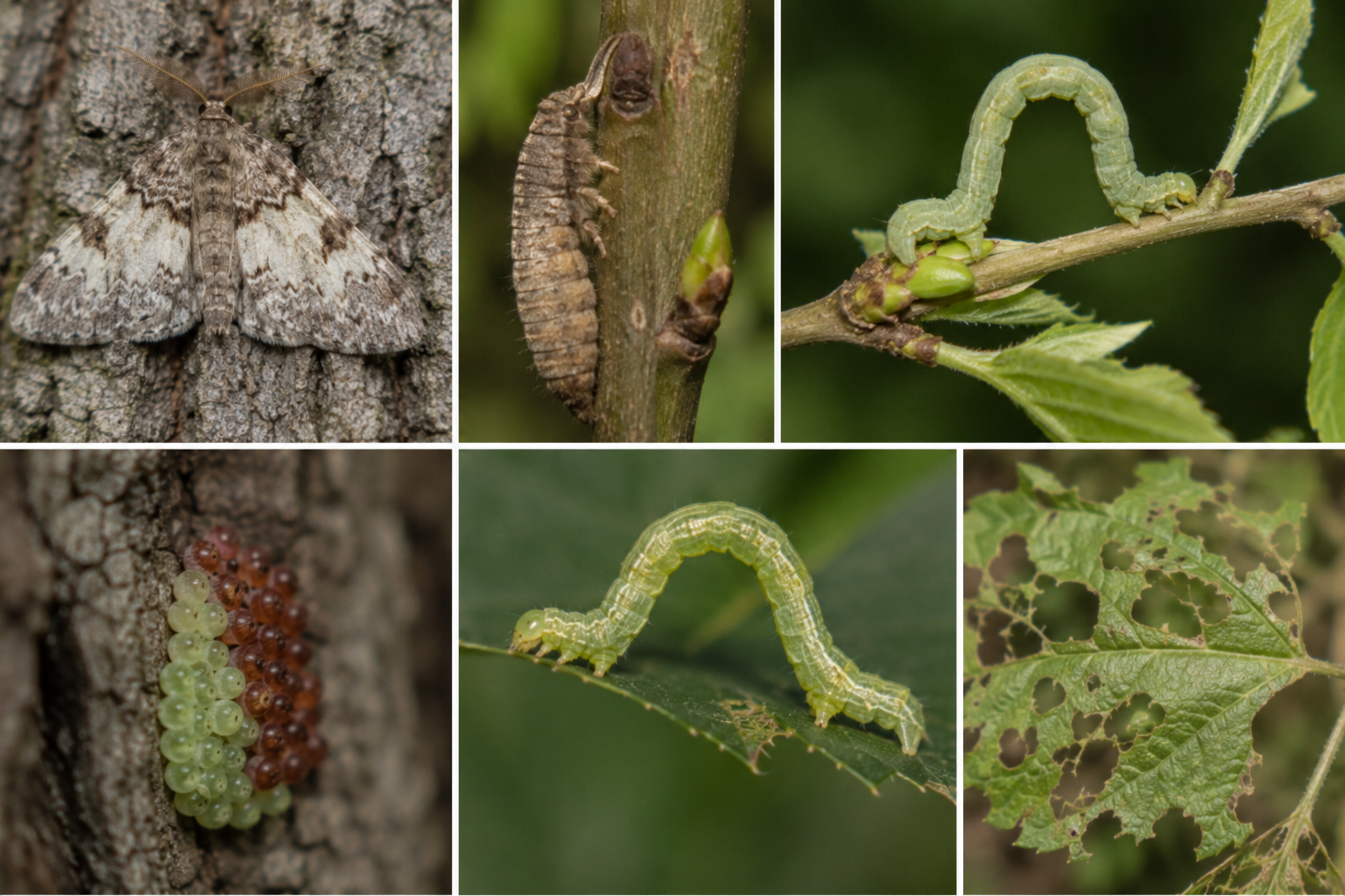 Cotarul verde (Operophtera brumata) – Omida care atacă mugurii, florile și frunzele pomilor fructiferi la începutul primăverii.