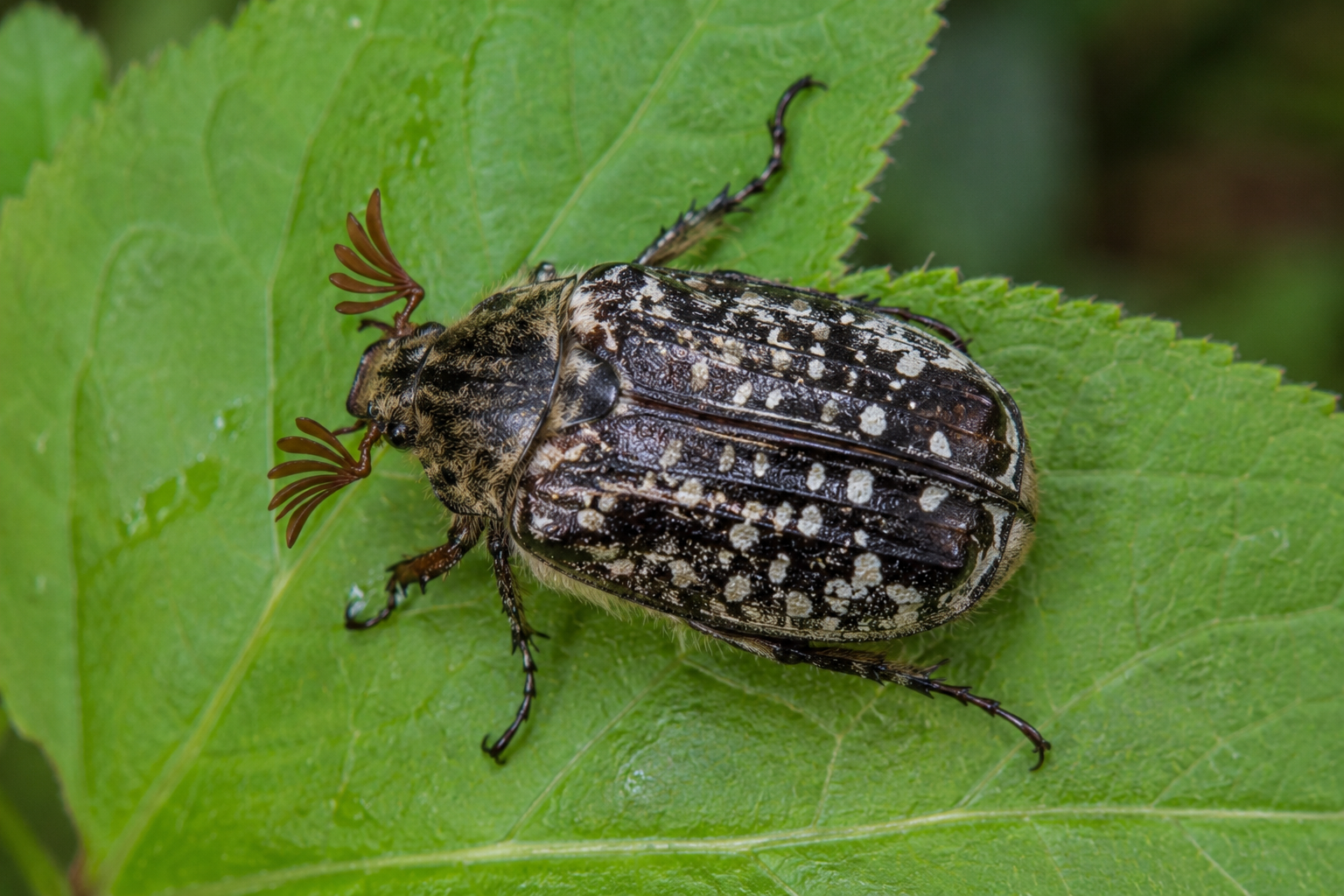 Cărăbușul marmorat (Polyphylla fullo) – Dăunătorul ale cărui larve atacă rădăcinile pomilor, viței-de-vie și culturilor agricole, iar adulții se hrănesc cu frunzele arborilor.