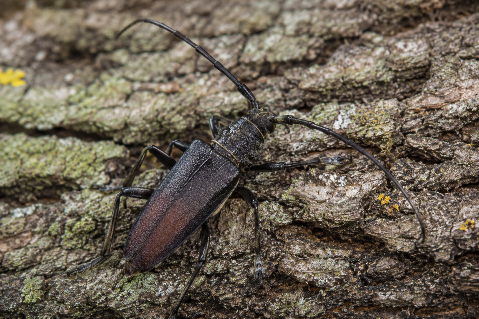 Croitorul mare al pomilor (Cerambyx cerdo) – Gândacul ale cărui larve sapă galerii adânci în lemn și slăbesc arborii fructiferi și forestieri.