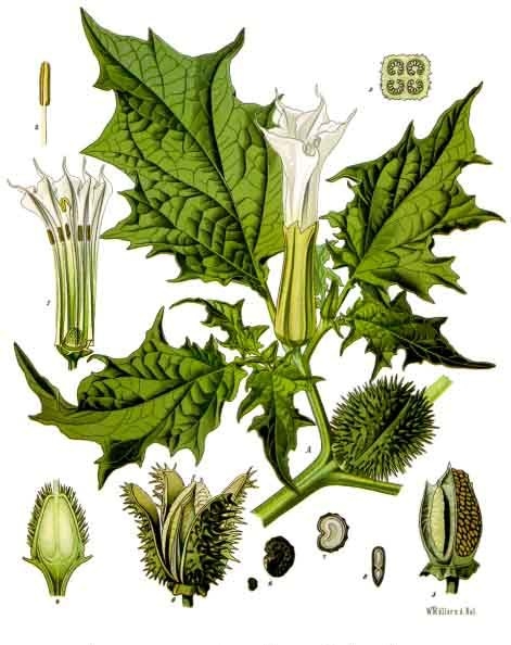 Datura stramonium (Ciumăfaie)