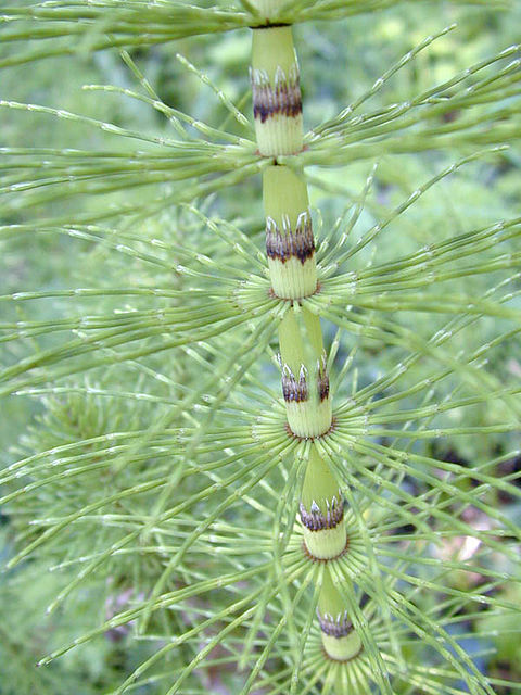 Equisetum arvense (Coada calului)