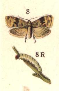 Eupoecilia ambiguella (Molia brună a strugurilor)