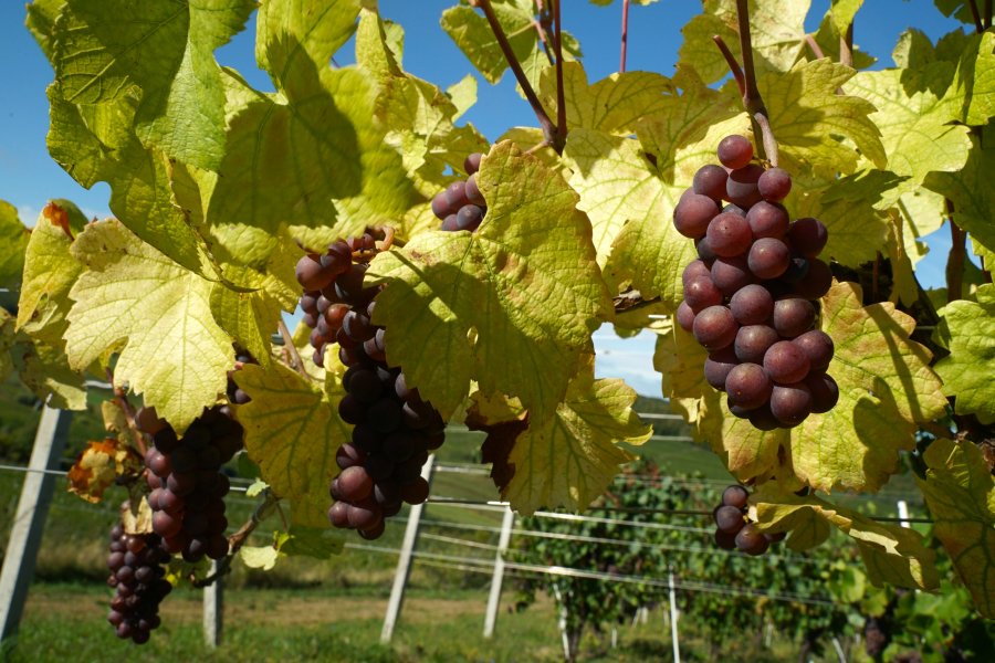 În atenția viticultorilor! Până la 30 iunie 2024 trebuie autorizate plantațiile de struguri pentru vin