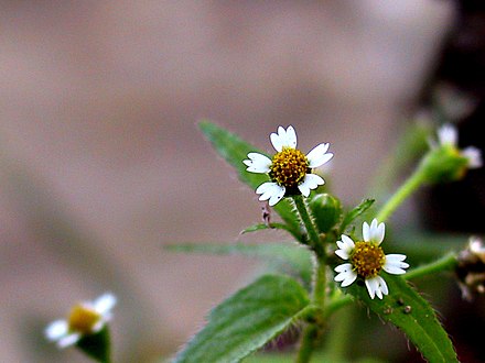 Galinsoga spp. (Busuioc de câmp)