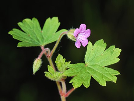 Geranium rotundifolium (Gerarium cu frunza rotundă)
