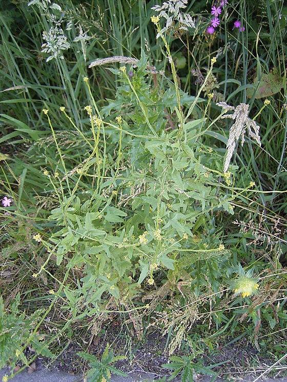 Sisymbrium officinale (Brâncuța)