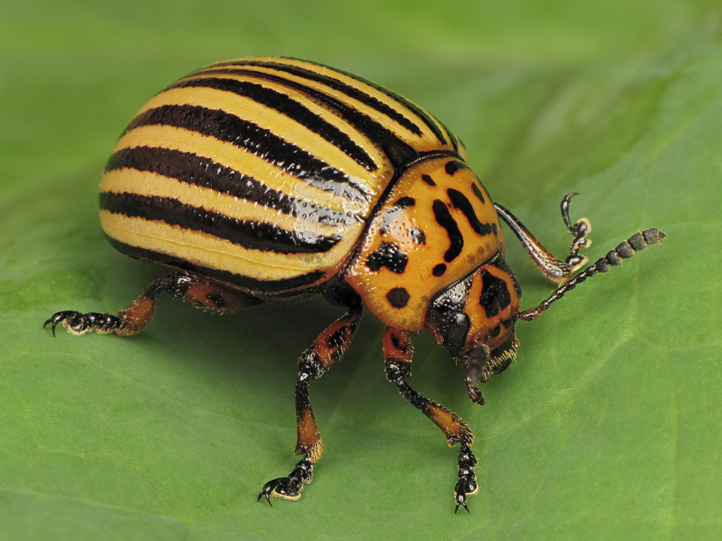 Gândacul din Colorado (Leptinotarsa decemlineata)