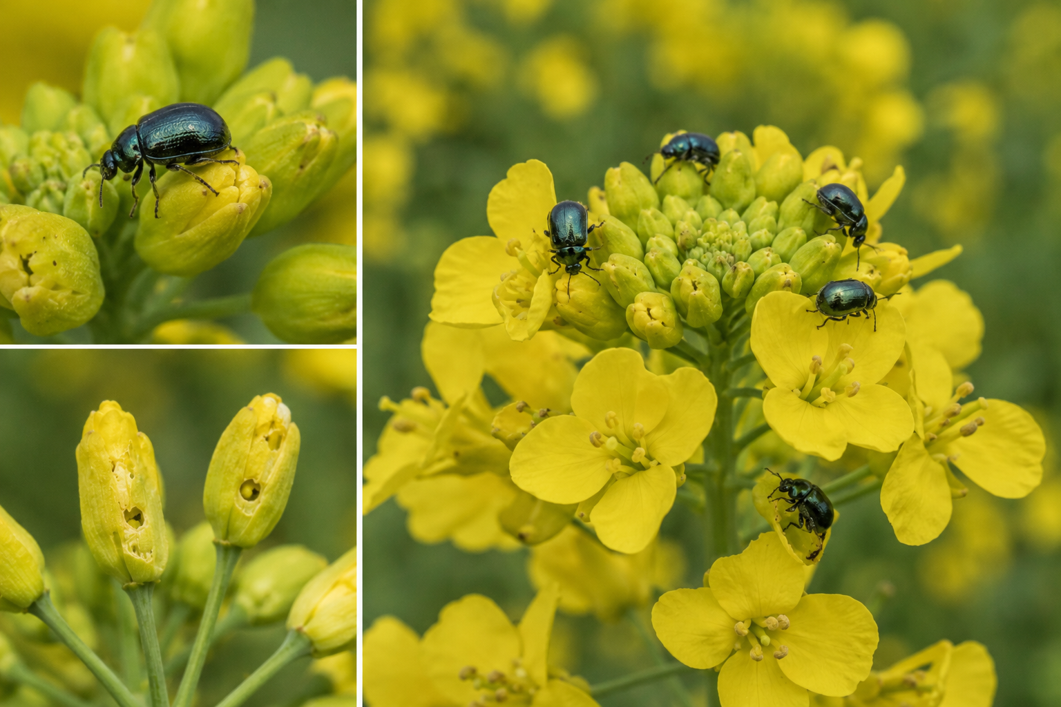 Gândacul lucios al rapiței (Meligethes aeneus) – Dăunătorul care atacă bobocii florali și reduce numărul de silicve.