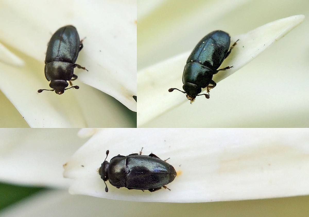 Gândacul lucios al rapiței (Meligethes aeneus)