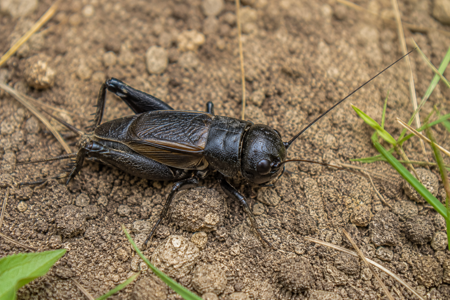 Greierele de câmp (Gryllus campestris)