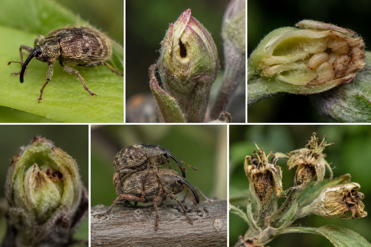 Gărgărița florilor de măr (Anthonomus pomorum) – Dăunătorul care distruge mugurii florali și reduce producția de fructe.