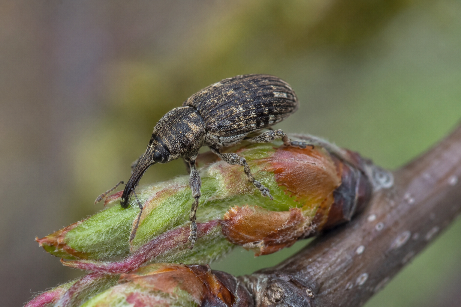 Gărgărița mugurilor de păr (Anthonomus pyri) – Dăunătorul care afectează mugurii florali și reduce producția în livezile de păr.