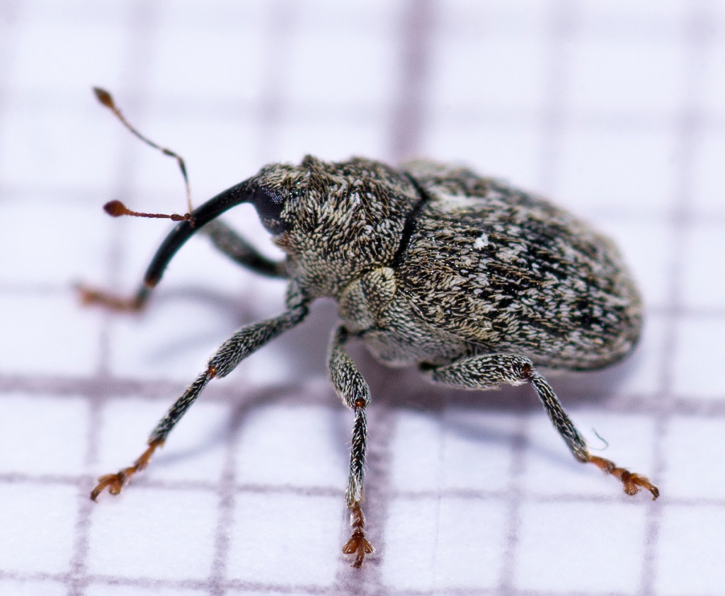 Gărgărița pătată (Ceutorhynchus quadridens)