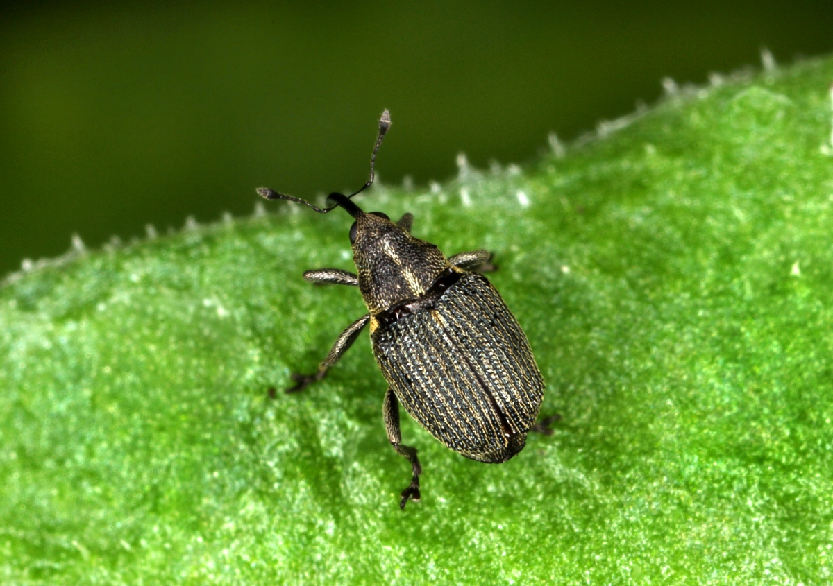 Gărgărița semințelor (Ceutorhyncus assimilis)