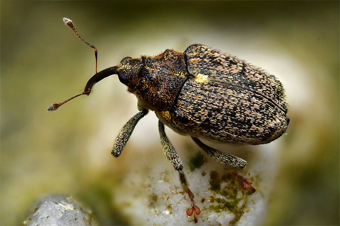 Gărgărița semințelor (Ceutorhyncus pallidactylus)