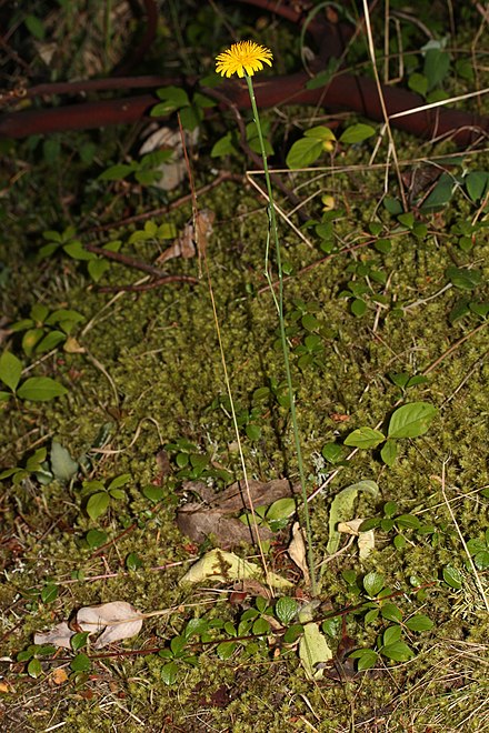 Hypochaeris radicata (Buruiană porcească)