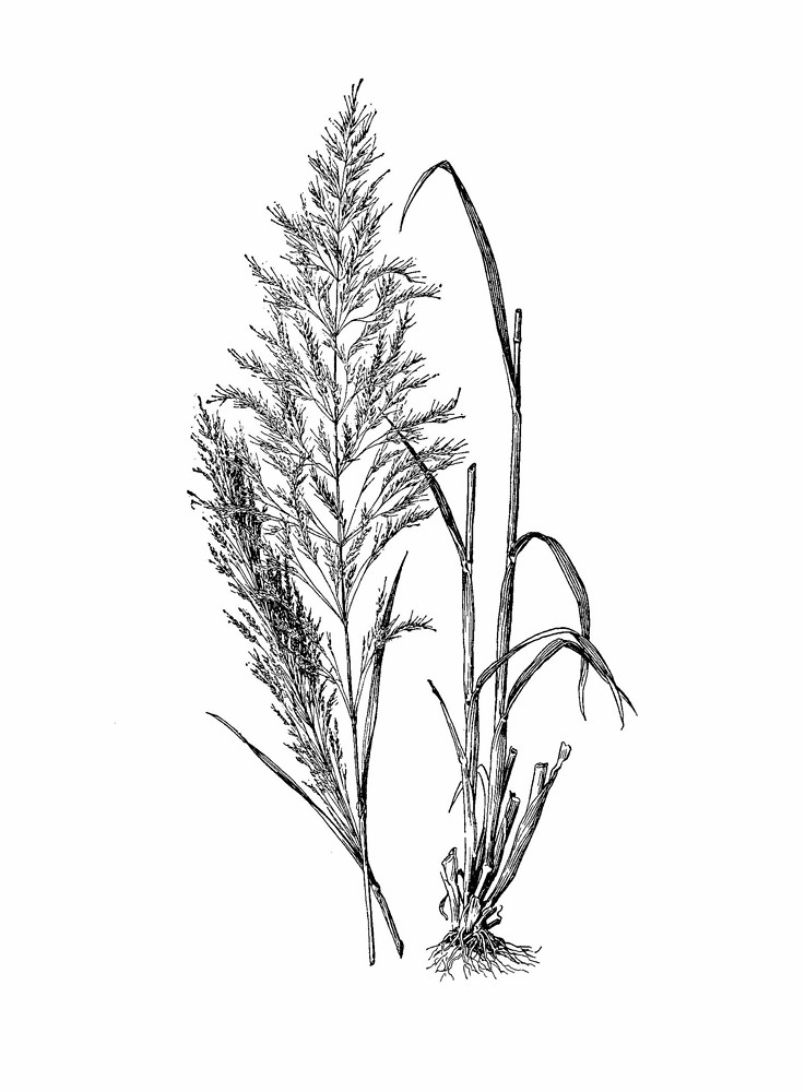 Iarba vântului (Apera spica-venti)