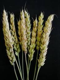 Fusarium spp. (Fuzarioza)
