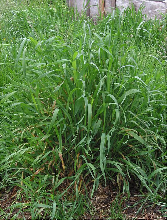 Elytrigia repens (Pir târâtor)