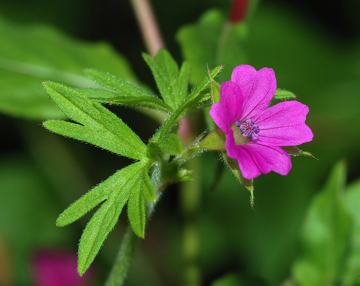 Laba gâştei (Geranium dissectum)