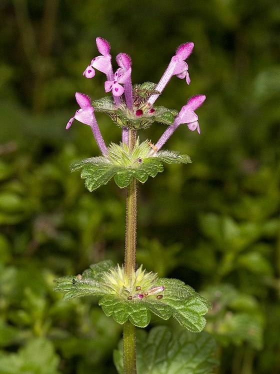 Lamium amplexicaule (Sugel)