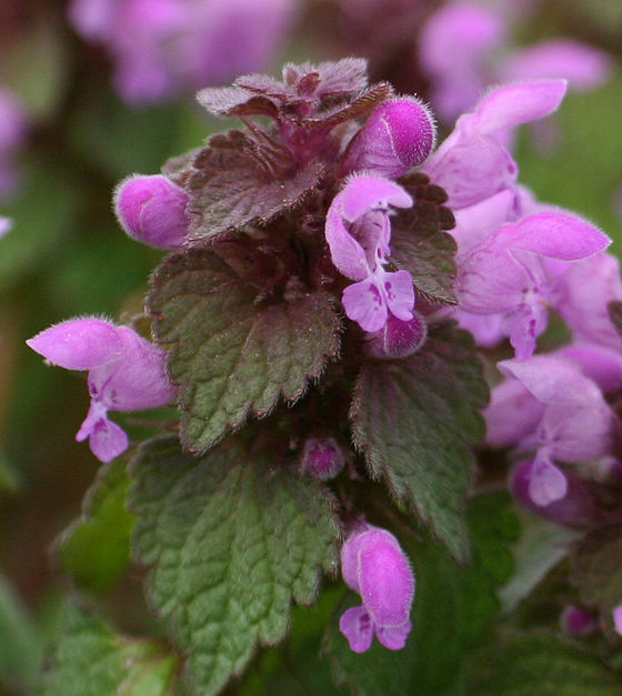 Lamium purpureum (Urzica moartă)