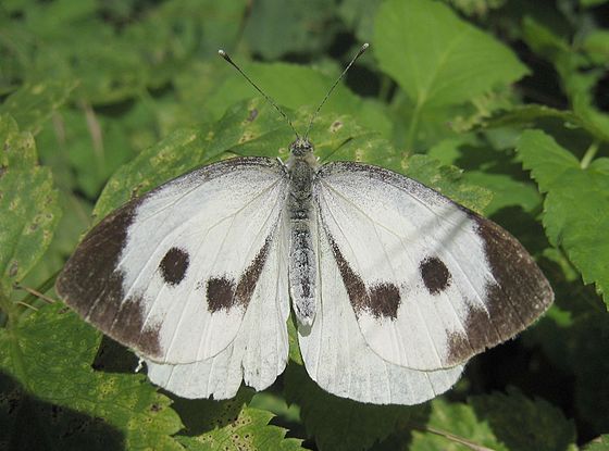 Pieris brassicae (Fluturele alb al verzei)