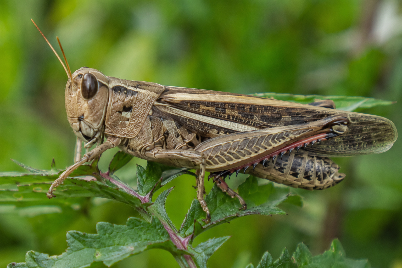 Lăcusta migratoare (Locusta migratoria)