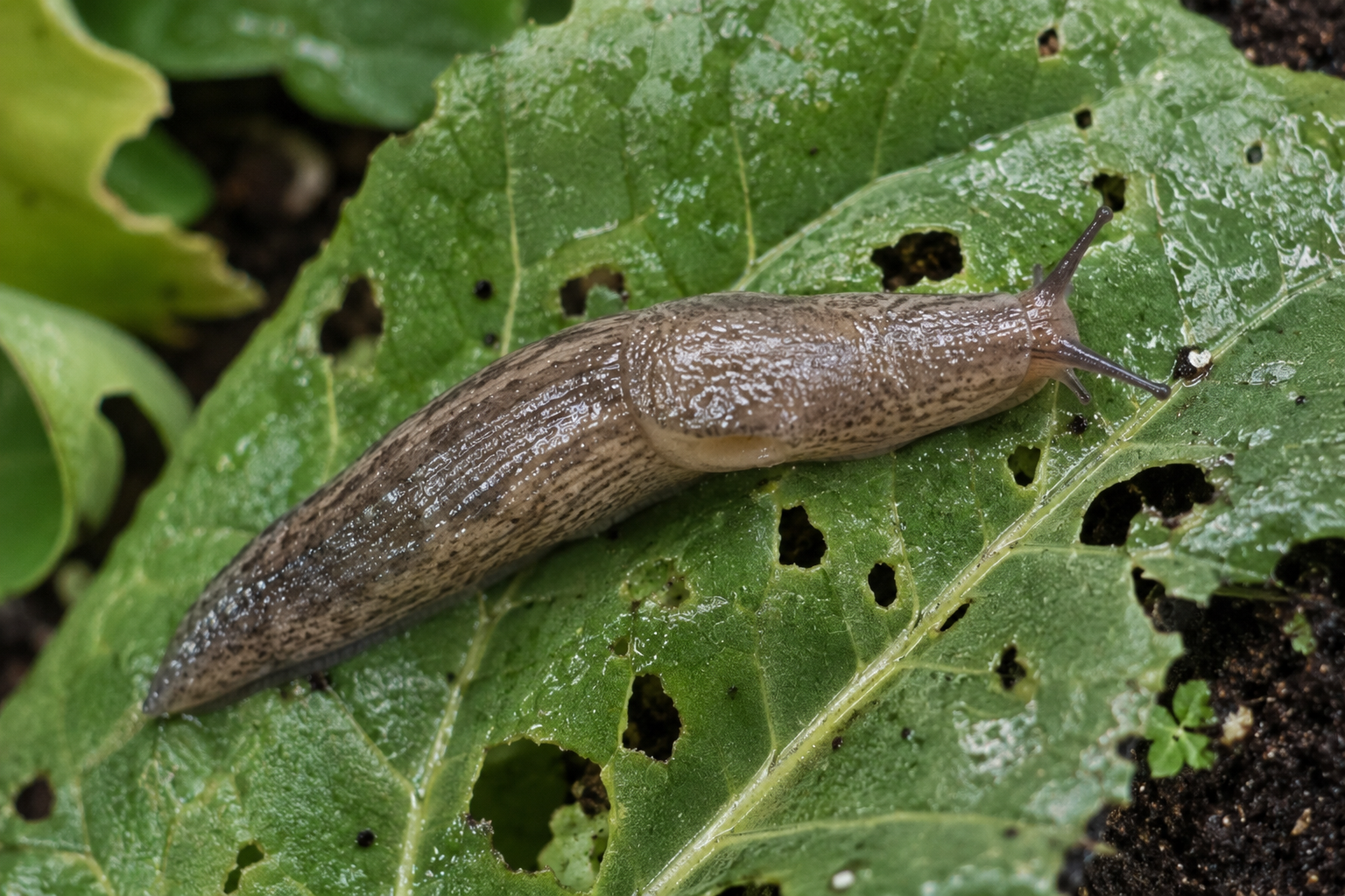 Limaxul cenușiu (Deroceras reticulatum) – Dăunătorul care atacă răsadurile, frunzele și fructele culturilor legumicole și horticole.