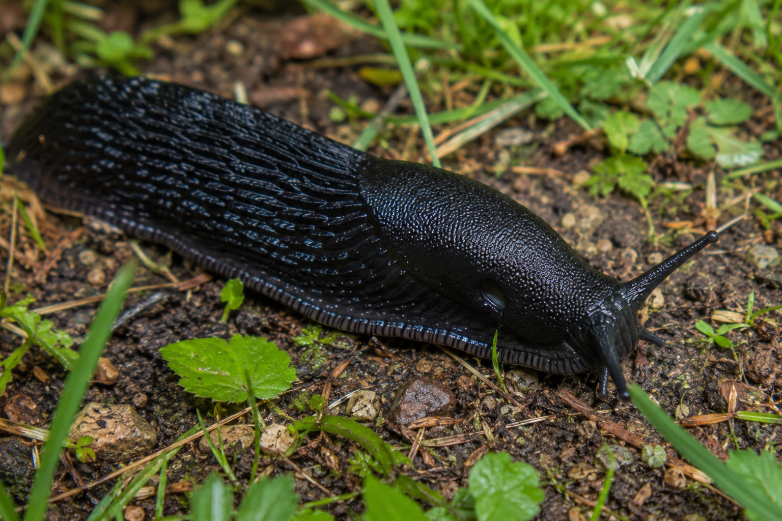 Limaxul negru (Arion ater)