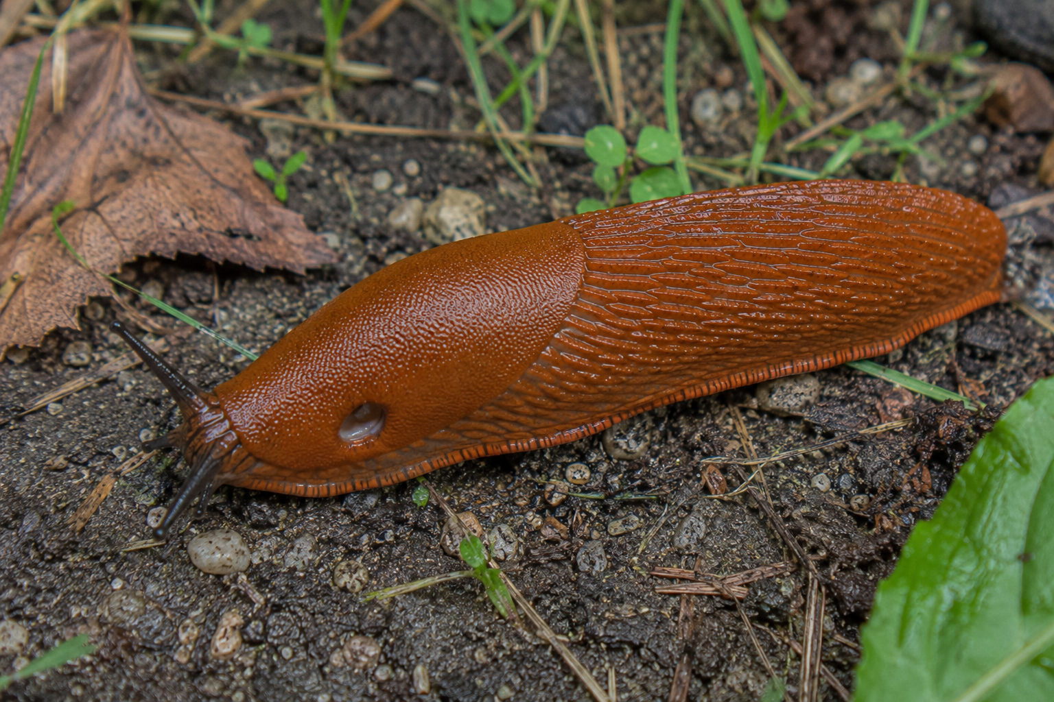 Limaxul spaniol (Arion vulgaris)