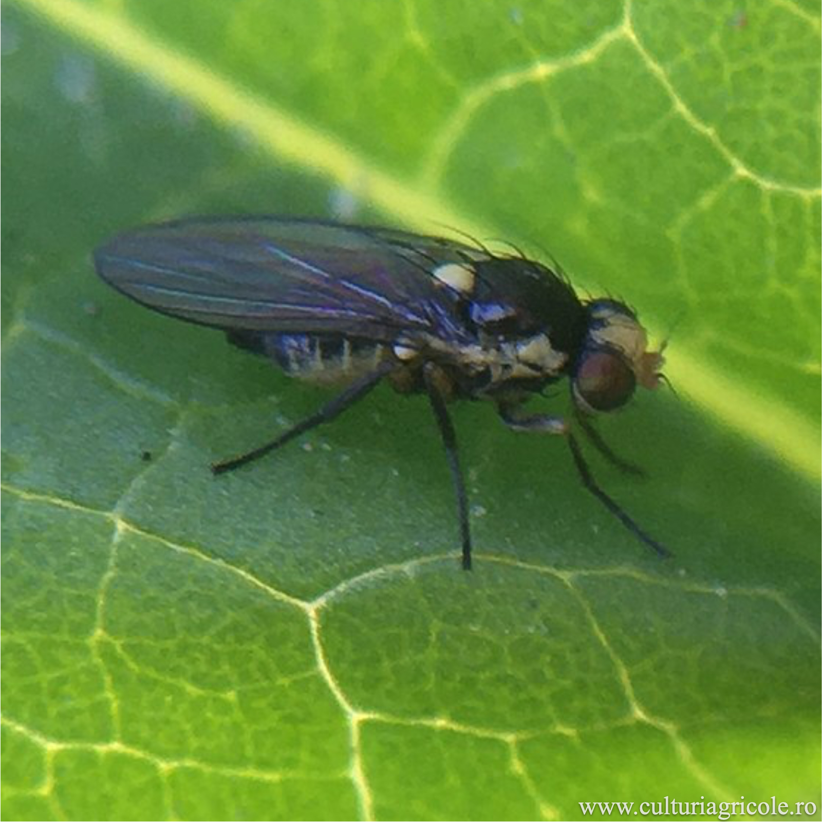Liriomyza huidobrensis (Musca minieră)