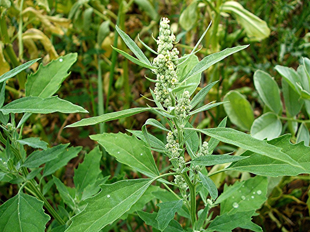 Loboda (Chenopodium album)