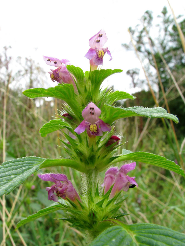 Lungurică (Galeopsis tetrahit)
