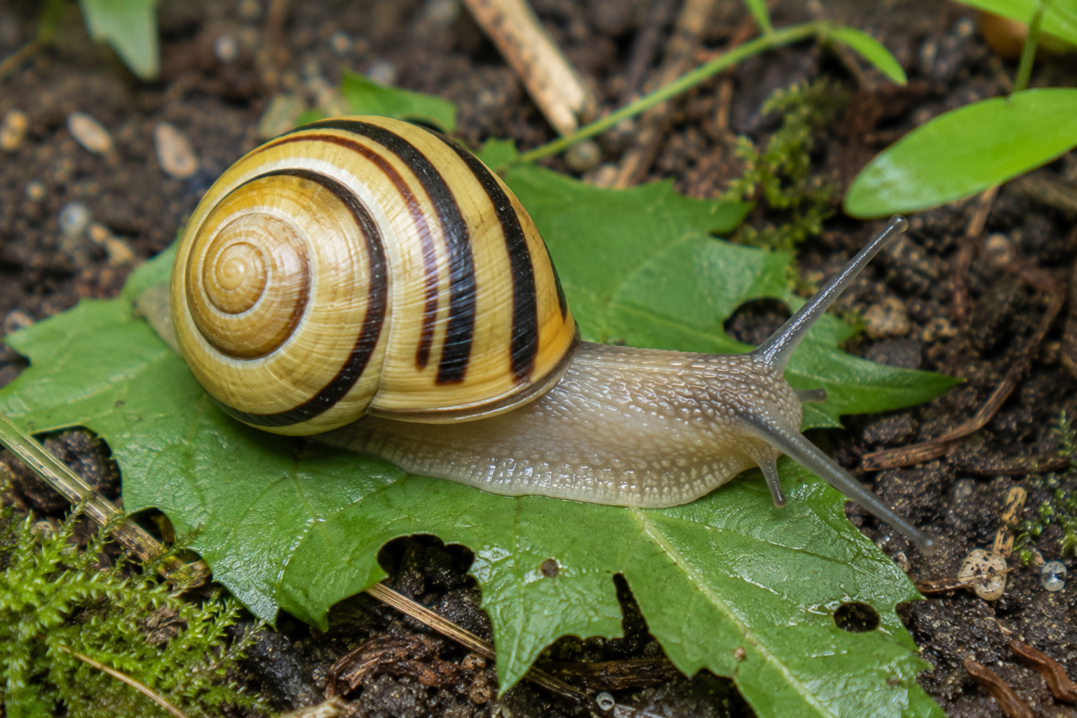 Melcul cu cochilie dungată (Cepaea nemoralis)